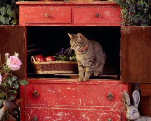 Превью обои кот, ящик, лазить