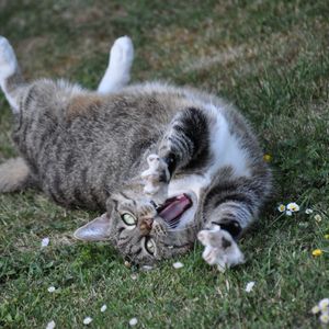 Превью обои кот, игривый, прикольный, лежит, трава