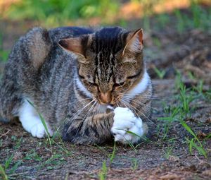 Превью обои кот, игривый, трава