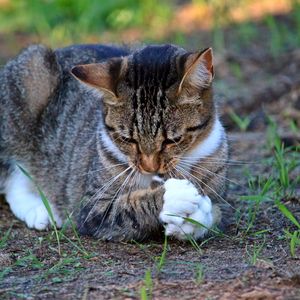 Превью обои кот, игривый, трава