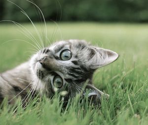 Превью обои кот, игривый, трава, лежать, морда