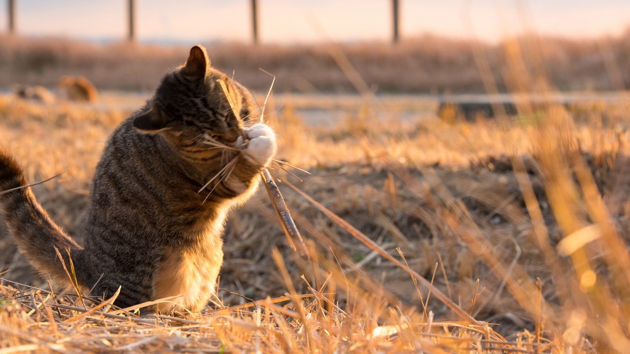 Обои кот, игривый, забавный, трава