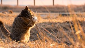 Превью обои кот, игривый, забавный, трава