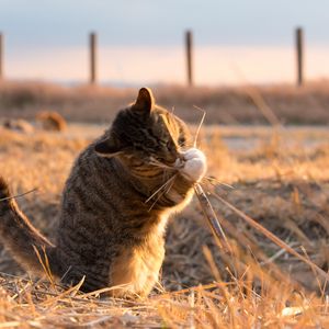 Превью обои кот, игривый, забавный, трава