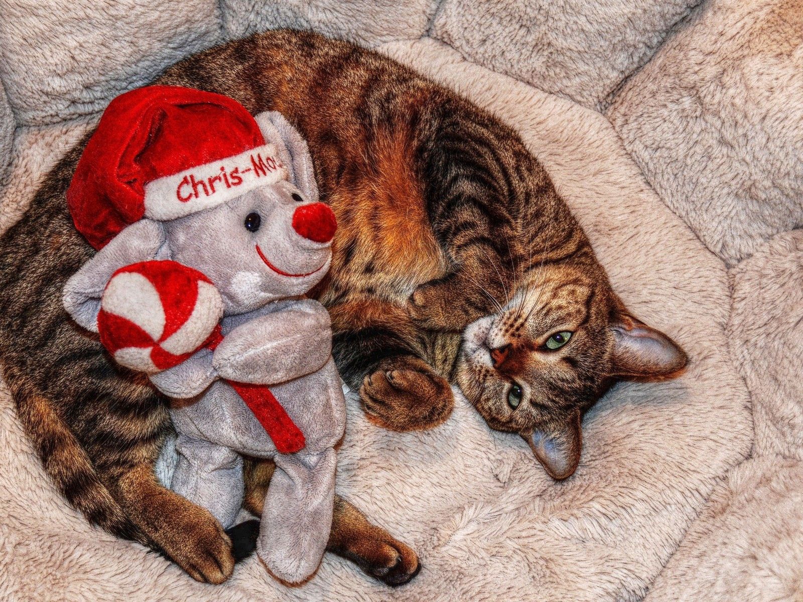 Кот мишка