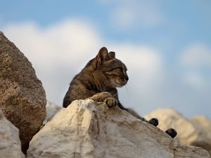 Превью обои кот, камни, лежать, усталость