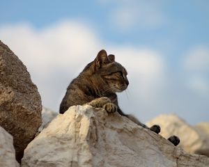 Превью обои кот, камни, лежать, усталость