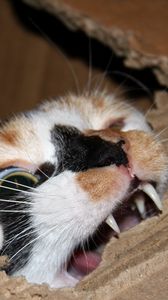 Превью обои кот, картон, грызть, зубы