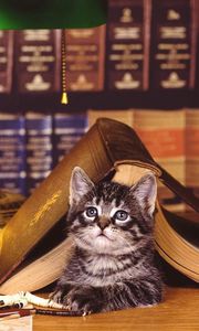 Превью обои кот, книга, лежать, морда, библиотека