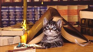 Превью обои кот, книга, лежать, морда, библиотека