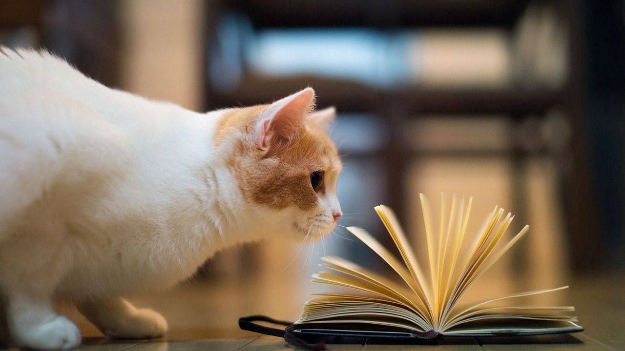 Обои кот, книга, любопытство, полы