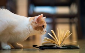 Превью обои кот, книга, любопытство, полы