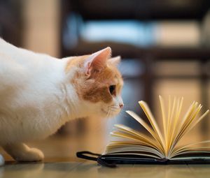 Превью обои кот, книга, любопытство, полы