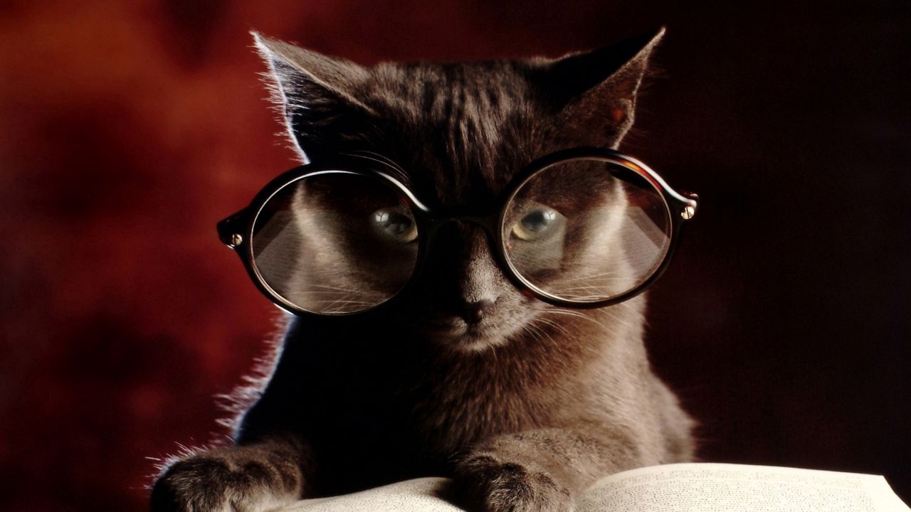 Обои кот, книга, очки