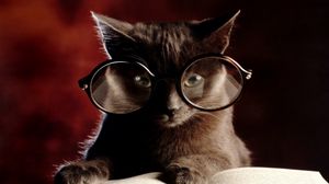 Превью обои кот, книга, очки