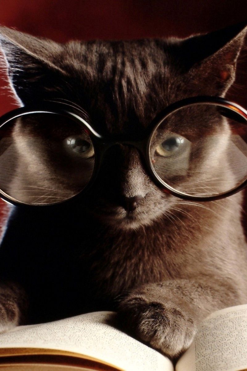 фото котят в очках