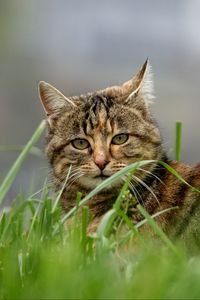 Превью обои кот, коричневый, полосатый, питомец, трава