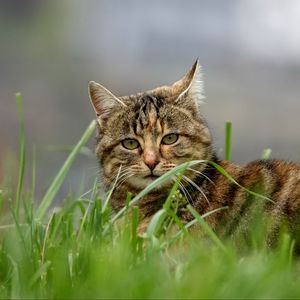 Превью обои кот, коричневый, полосатый, питомец, трава