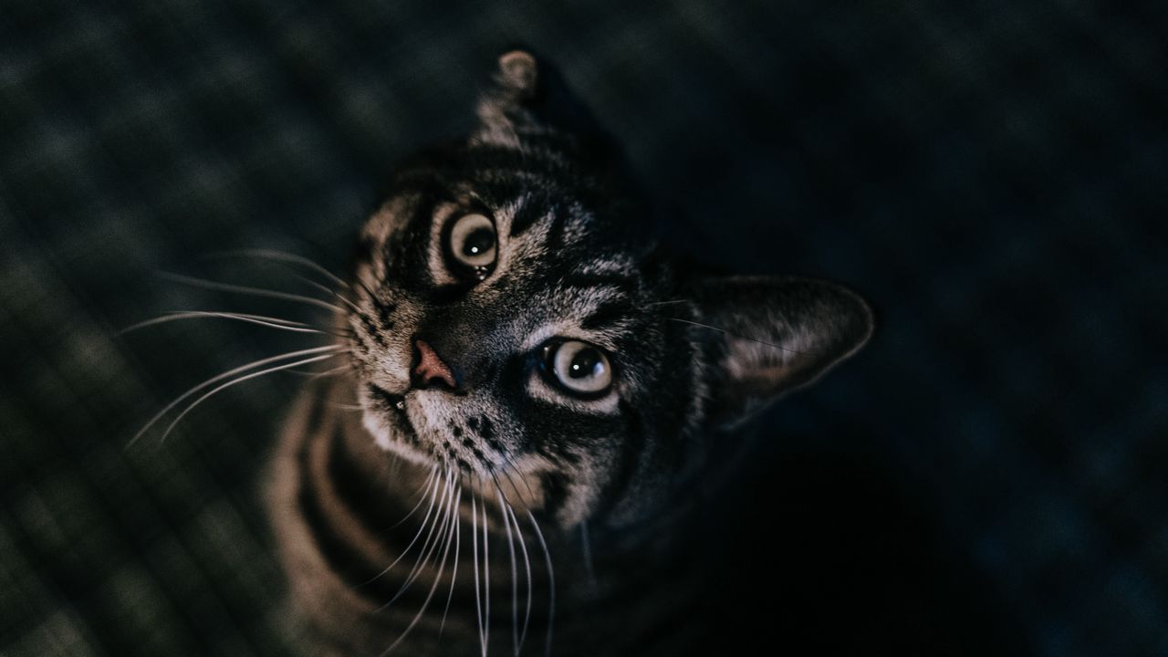 Обои кот, коричневый, табби, питомец