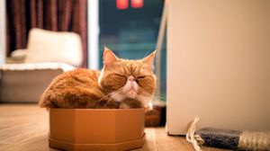 Превью обои кот, коробка, сон, отдых, породистый