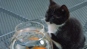 Превью обои кот, кошка, аквариум, рыба, котенок, черный, белый