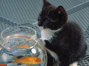 Превью обои кот, кошка, аквариум, рыба, котенок, черный, белый