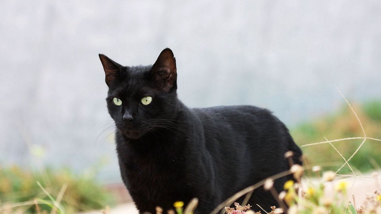 Обои кот, кошка, черная, трава, прогулка