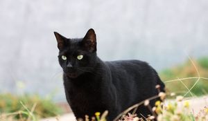 Превью обои кот, кошка, черная, трава, прогулка