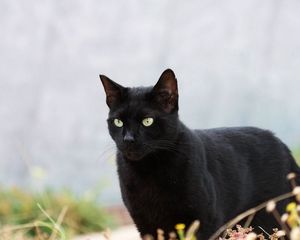 Превью обои кот, кошка, черная, трава, прогулка