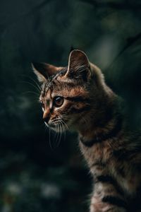 Превью обои кот, кошка, котенок, полосатый