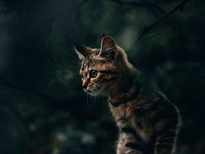 Превью обои кот, кошка, котенок, полосатый