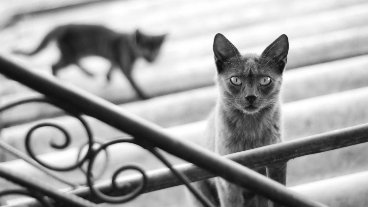 Обои кот, кошка, котенок, черно-белое, перила, ступени, серый, тень, силуэт, размытость