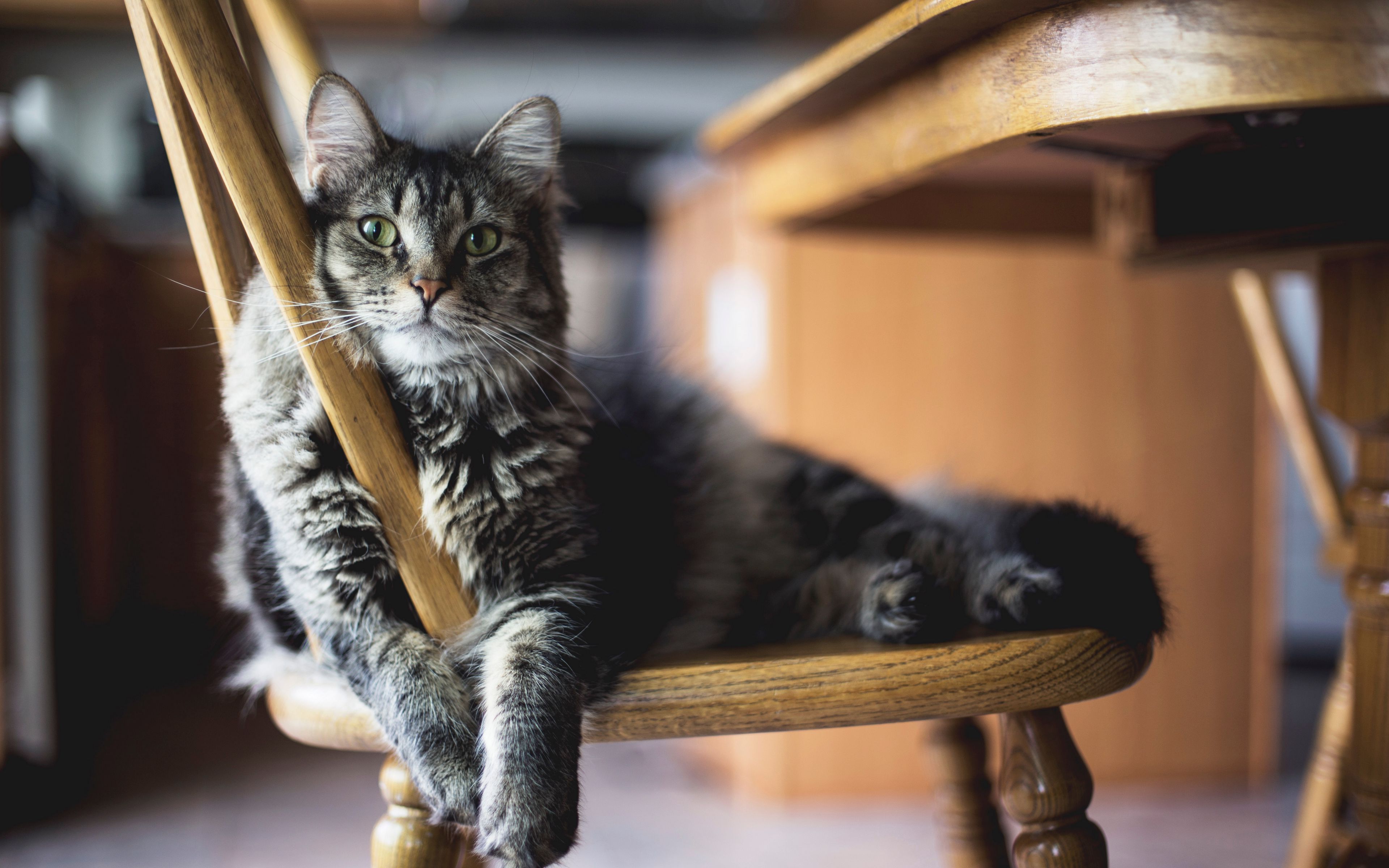 серый стул у кошки