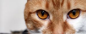 Превью обои кот, кошка, рыжий, смотрит, карие глаза, белый, полосатый