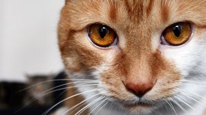 Превью обои кот, кошка, рыжий, смотрит, карие глаза, белый, полосатый