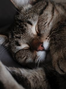 Превью обои кот, кошка, сон, морда, полосатый