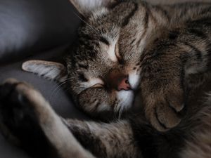 Превью обои кот, кошка, сон, морда, полосатый