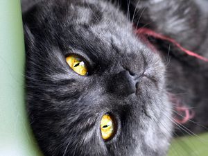 Превью обои кот, кошка, взгляд, полосатый, черный