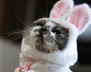 Превью обои кот, костюм, милый, забавный