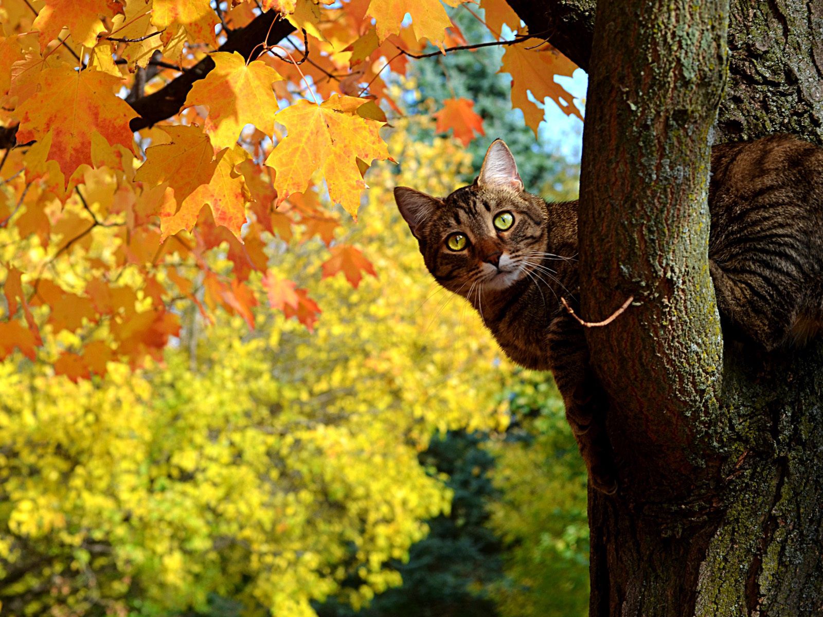 Коты на осенних деревьях