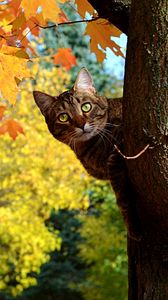 Превью обои кот, котэ, осень, дерево, клен, листья, желтые, выглядывает