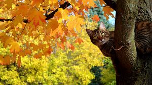 Превью обои кот, котэ, осень, дерево, клен, листья, желтые, выглядывает