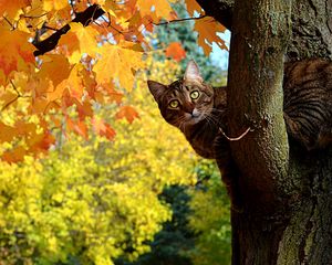 Превью обои кот, котэ, осень, дерево, клен, листья, желтые, выглядывает