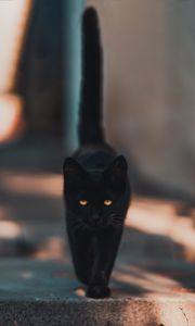 Превью обои кот, котенок, черный, прогулка