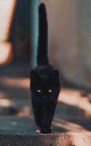 Превью обои кот, котенок, черный, прогулка