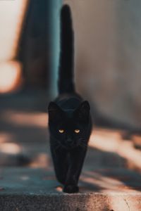 Превью обои кот, котенок, черный, прогулка