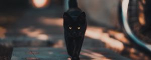 Превью обои кот, котенок, черный, прогулка