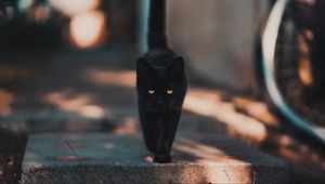 Превью обои кот, котенок, черный, прогулка