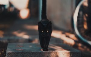 Превью обои кот, котенок, черный, прогулка
