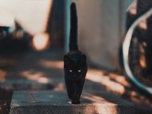 Превью обои кот, котенок, черный, прогулка